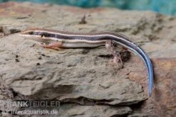 Fünfstreifenskink, Trachylepis Quinquetaeniata 13 Fünfstreifenskink, Trachylepis Quinquetaeniata -Terrarientier laden Fuenfstreifenskink Trachylepis quinquetaeniata 5 neu jpg