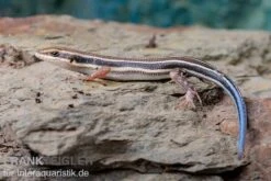 Fünfstreifenskink, Trachylepis Quinquetaeniata 14 Fünfstreifenskink, Trachylepis Quinquetaeniata -Terrarientier laden Fuenfstreifenskink Trachylepis quinquetaeniata 6 neu jpg