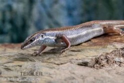 Fünfstreifenskink, Trachylepis Quinquetaeniata 15 Fünfstreifenskink, Trachylepis Quinquetaeniata -Terrarientier laden Funfstreifenskink Trachylepis quinquetaeniata 2 1