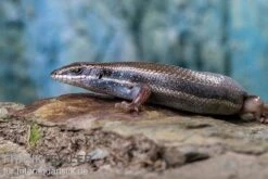 Fünfstreifenskink, Trachylepis Quinquetaeniata 16 Fünfstreifenskink, Trachylepis Quinquetaeniata -Terrarientier laden Funfstreifenskink Trachylepis quinquetaeniata 2 2