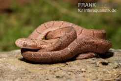 Gansi-Eierschlange, Dasypeltis Gansi 8 Gansi-Eierschlange, Dasypeltis Gansi -Terrarientier laden Gansi Eierschlange Dasypeltis gansi neu 3