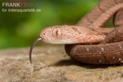 Gansi-Eierschlange, Dasypeltis Gansi 9 Gansi-Eierschlange, Dasypeltis Gansi -Terrarientier laden Gansi Eierschlange Dasypeltis gansi neu 4