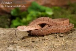 Gansi-Eierschlange, Dasypeltis Gansi 10 Gansi-Eierschlange, Dasypeltis Gansi -Terrarientier laden Gansi Eierschlange Dasypeltis gansi neu 5