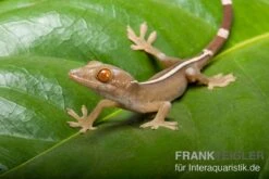Streifengecko, Gekko Vittatus -Terrarientier laden Gekko vittatus RECFT02574