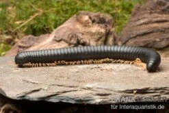 Gelbfüssiger Tausendfüßer, Microtrullius Uncinatus 6 Gelbfüssiger Tausendfüßer, Microtrullius Uncinatus -Terrarientier laden Gelbfuessiger Tausendfuesser Microtrullius uncinatus 3