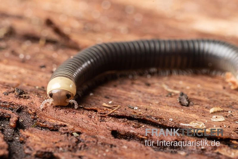 Gelbkopf Tausendfüßer, Spirobolus Sp. "Yellow Head" 5 Gelbkopf Tausendfüßer, Spirobolus Sp. "Yellow Head" – Bild 5
