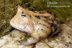 Gemalter Hornfrosch (red), Ceratophrys Cornuta -Terrarientier laden Gemalter Hornfrosch Ceratophrys cornuta 1