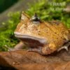 Gemalter Hornfrosch (red), Ceratophrys Cornuta