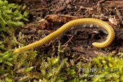Golden-Cave-Tausendfüßer, Spiroboulus Sp. “Golden Cave” 5 Golden-Cave-Tausendfüßer, Spiroboulus Sp. “Golden Cave” -Terrarientier laden Golden Cave Tausendfuesser Spirobolus sp Golden Cave 3