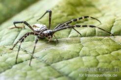 Grass Cross Spider, Argiope Catenulata (Wespenspinne) -Terrarientier laden Grass Cross Spider Argiope catenulata 03