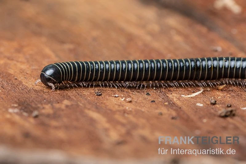 Grüner Tausendfüßer, Spirobolus Sp. "Green" 1 Grüner Tausendfüßer, Spirobolus Sp. "Green"