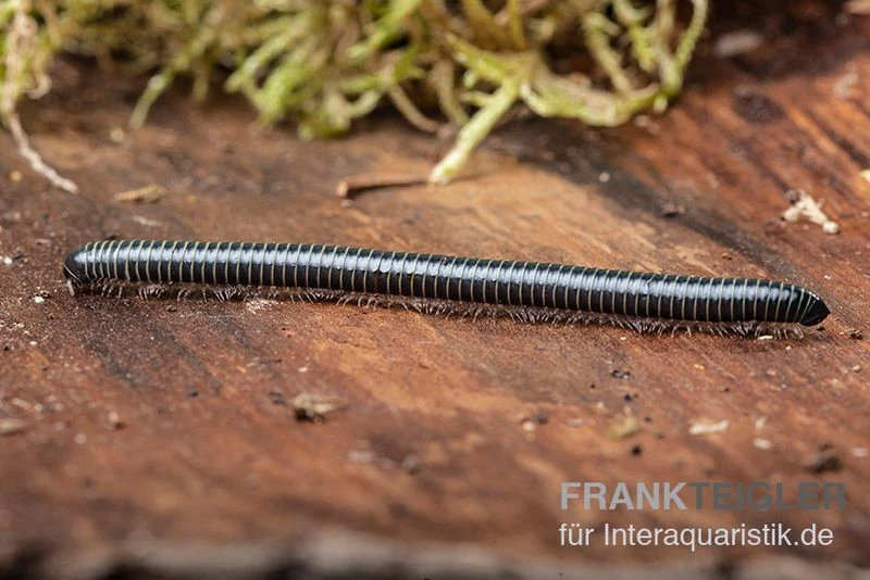 Grüner Tausendfüßer, Spirobolus Sp. "Green" 2 Grüner Tausendfüßer, Spirobolus Sp. "Green" – Bild 2