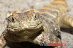 Hardun, Laudakia Stellio Brachydactyla -Terrarientier laden Hardun Laudakia stellio brachydactyla 3