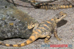 Hardun, Laudakia Stellio Brachydactyla -Terrarientier laden Hardun Laudakia stellio brachydactyla 4