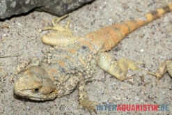 Hardun, Laudakia Stellio Brachydactyla -Terrarientier laden Hardun Laudakia stellio brachydactyla 5