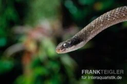 Herald-Schlange, Crotaphopeltis Hotamboeia -Terrarientier laden Herald Schlange Crotaphopeltis hotamboeia