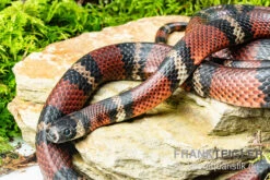 Honduras-Königsnatter, Lampropeltis Tringulum Hondurensis -Terrarientier laden Honduras Koenigsnatter Lampropeltis tringulum hondurensis 2