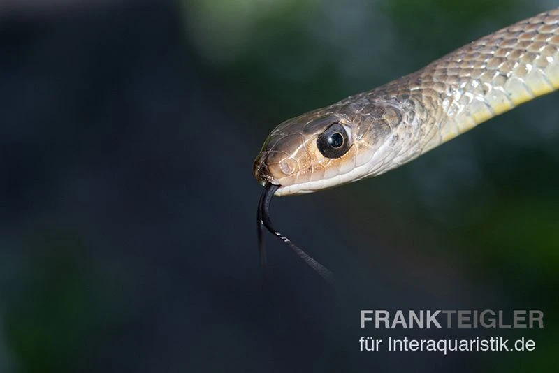 Indo-Chinesische Rattenschlange, Ptyas Korros 2 Indo-Chinesische Rattenschlange, Ptyas Korros – Bild 2