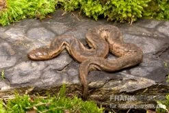 Javanische Warzenschlange, Acrochordus Javanicus 3 Javanische Warzenschlange, Acrochordus Javanicus -Terrarientier laden Javanische Warzenschlange Acrochordus javanicus 2