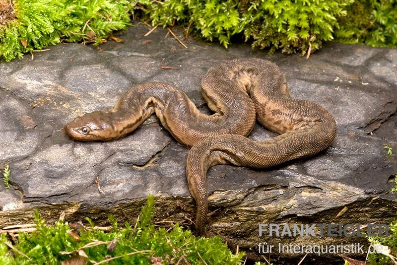 Javanische Warzenschlange, Acrochordus Javanicus 2 Javanische Warzenschlange, Acrochordus Javanicus – Bild 2