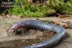 Kamerun Erdwühle, Geotrypetes Seraphini