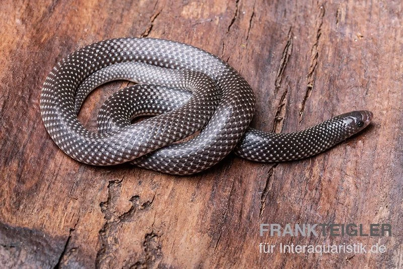 Kap-Wolfsnatter, Lycophidion Capense 1 Kap-Wolfsnatter, Lycophidion Capense