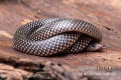 Kap-Wolfsnatter, Lycophidion Capense 5 Kap-Wolfsnatter, Lycophidion Capense -Terrarientier laden Kap Wolfsnatter Lycophidion capense 3 neu jpg