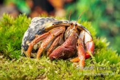 Karibik-Einsiedlerkrebs, Coenobita Clypeatus -Terrarientier laden Karibik Einsiedlerkrebs Coenobita clypeatus neu 2