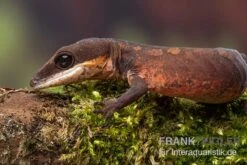 Katzengecko, Aeluroscalabotes Felinus -Terrarientier laden Katzengecko Aeluroscalabotes felinus 3