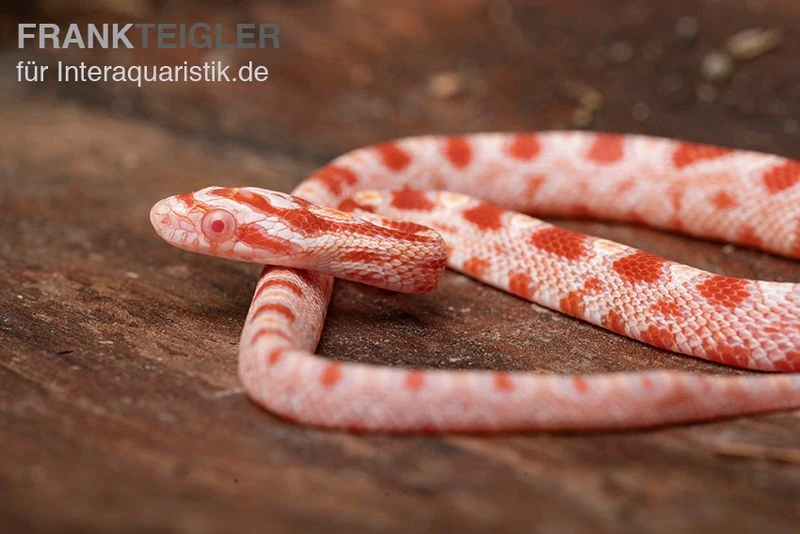 Kornnatter, Pantherophis Guttatus AMEL 2 Kornnatter, Pantherophis Guttatus AMEL – Bild 2