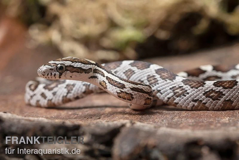 Kornnatter, Pantherophis Guttatus NORMAL 1 Kornnatter, Pantherophis Guttatus NORMAL
