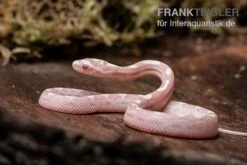 Kornnatter, Pantherophis Guttatus SNOW MOTLEY -Terrarientier laden Kornnatter Pantherophis guttatus Snow Moteley 7