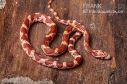 Kornnatter, Pantherophis Guttatus ULTRAMEL