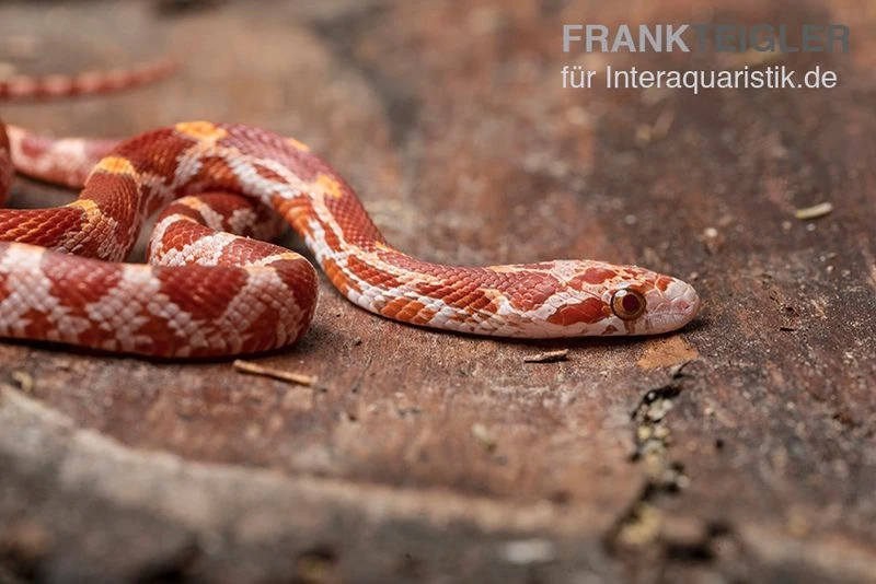 Kornnatter, Pantherophis Guttatus ULTRAMEL 2 Kornnatter, Pantherophis Guttatus ULTRAMEL – Bild 2