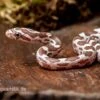 Kornnatter, Pantherophis Guttatus, ULTRAMEL ANERY
