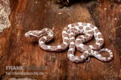 Kornnatter, Pantherophis Guttatus, ULTRAMEL ANERY 3 Kornnatter, Pantherophis Guttatus, ULTRAMEL ANERY -Terrarientier laden Kornnatter Pantherophis guttatus Ultramel Anery 17