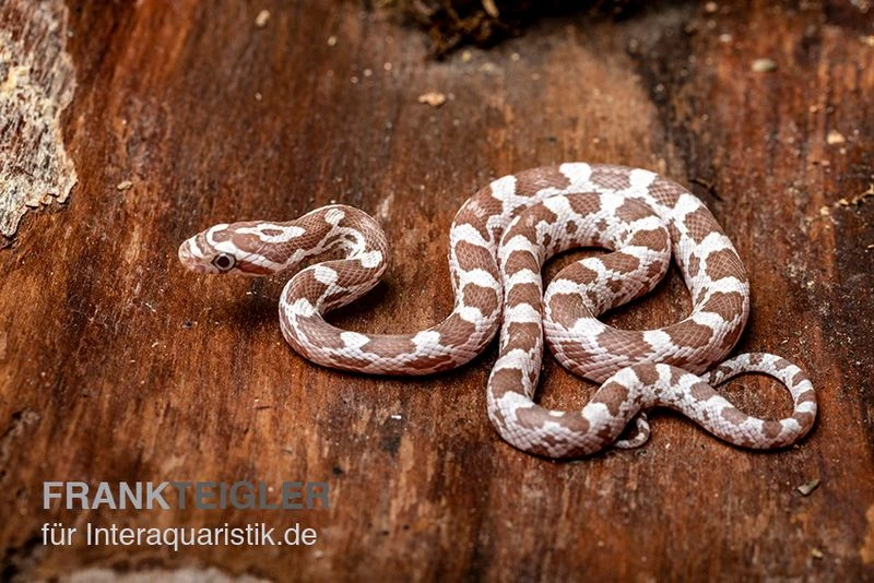 Kornnatter, Pantherophis Guttatus, ULTRAMEL ANERY 2 Kornnatter, Pantherophis Guttatus, ULTRAMEL ANERY – Bild 2