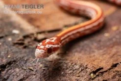 Kornnatter, Pantherophis Guttatus ULTRAMEL TESSERA -Terrarientier laden Kornnatter Pantherophis guttatus Ultramel Tessera 6