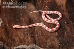 Kornnatter, Pantherophis Guttatus REVERSE OKEETEE 3 Kornnatter, Pantherophis Guttatus REVERSE OKEETEE -Terrarientier laden Kornnatter Pantherophis guttatus reverse Okeetee 9