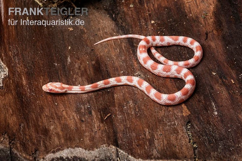 Kornnatter, Pantherophis Guttatus REVERSE OKEETEE 2 Kornnatter, Pantherophis Guttatus REVERSE OKEETEE – Bild 2