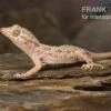 Krokodilgecko, Cyrtopodion Scabrum