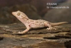 Terrarientier laden 29 Krokodilgecko, Cyrtopodion Scabrum