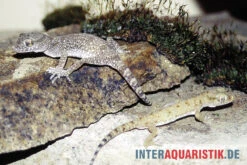 Krokodilgecko, Cyrtopodion Scabrum 5 Krokodilgecko, Cyrtopodion Scabrum -Terrarientier laden Krokodilgecko Cyrtopodion scabrum 3