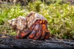 Terrarientier laden 38 Lava-Landeinsiedlerkrebs, Coenobita Sp. Lava (Größe XL)