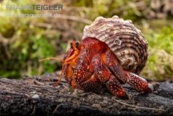 Lava-Landeinsiedlerkrebs, Coenobita Sp. Lava (Größe XL) -Terrarientier laden Lava Landeinsiedlerkrebs Coenobita sp Lava 3