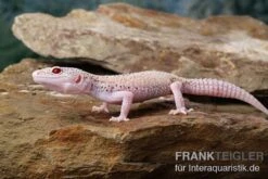 Leopardgecko, Eublepharis Macularius, BELL ALBINO ENIGMA -Terrarientier laden Leopardgecko Eublepharis macularius Bell Albino Enigma 12