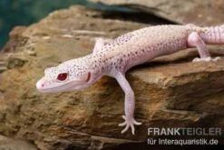 Leopardgecko, Eublepharis Macularius, BELL ALBINO ENIGMA -Terrarientier laden Leopardgecko Eublepharis macularius Bell Albino Enigma 14