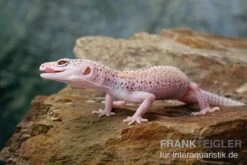 Leopardgecko, Eublepharis Macularius, BELL ALBINO ENIGMA -Terrarientier laden Leopardgecko Eublepharis macularius Bell Albino Enigma 22