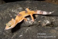 Leopardgecko, Eublepharis Macularius, HIGH YELLOW -Terrarientier laden Leopardgecko Eublepharis macularius High Yellow2 1