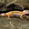 Leopardgecko, Eublepharis Macularius, JUNGLE